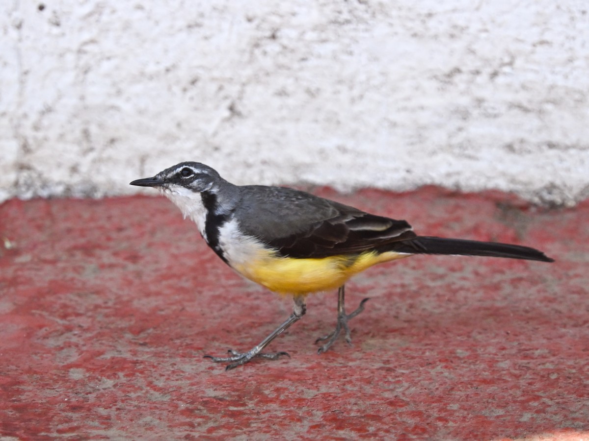Madagascar Wagtail - ML644210711