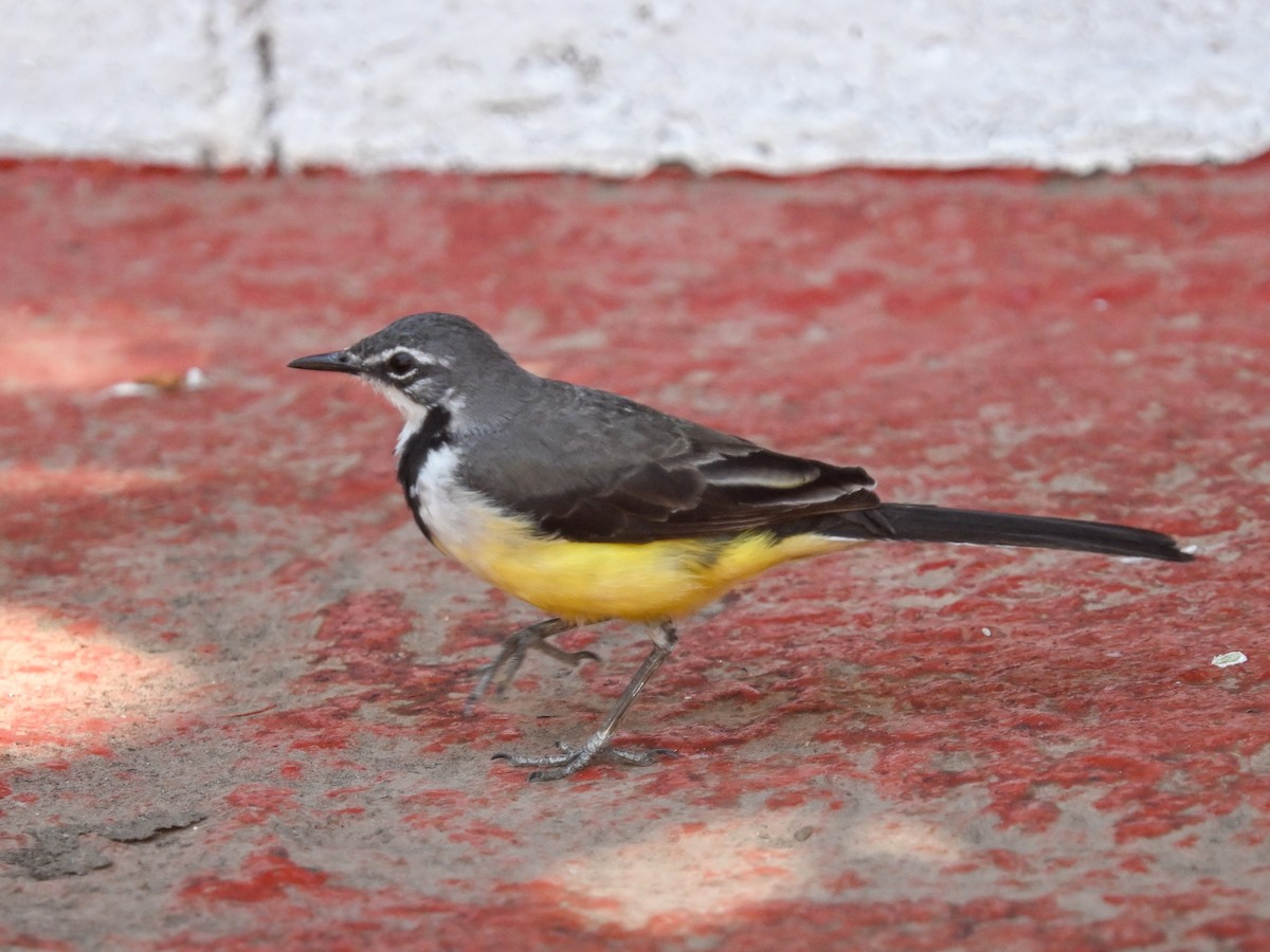 Madagascar Wagtail - ML644210712