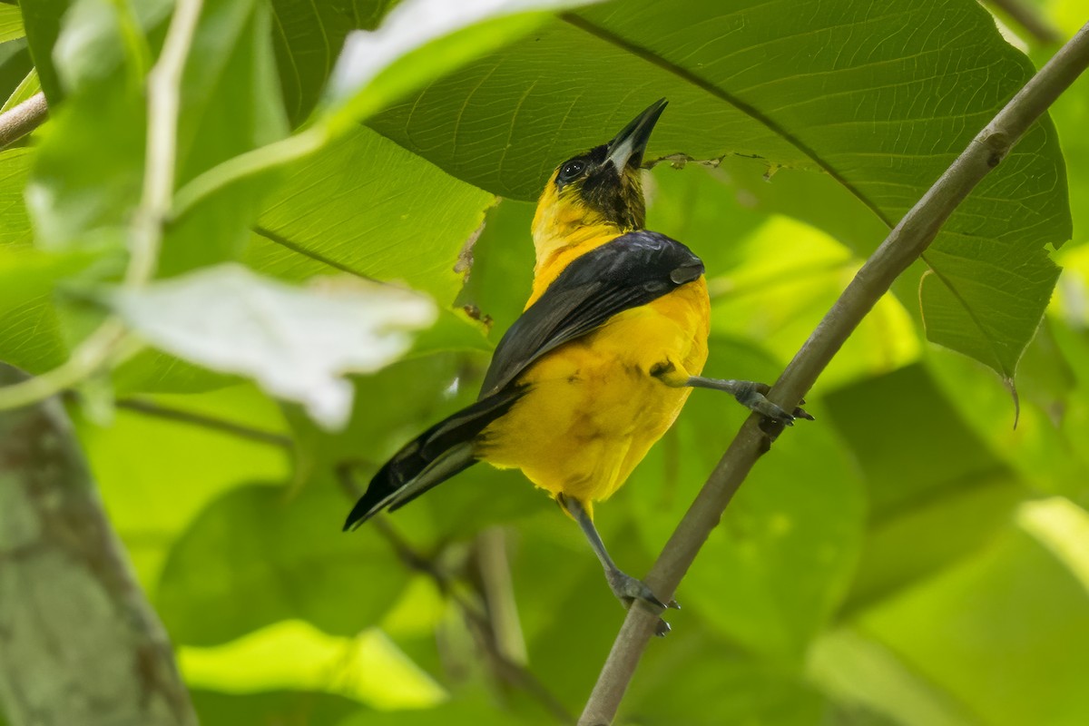 Yellow-backed Oriole - ML644210715