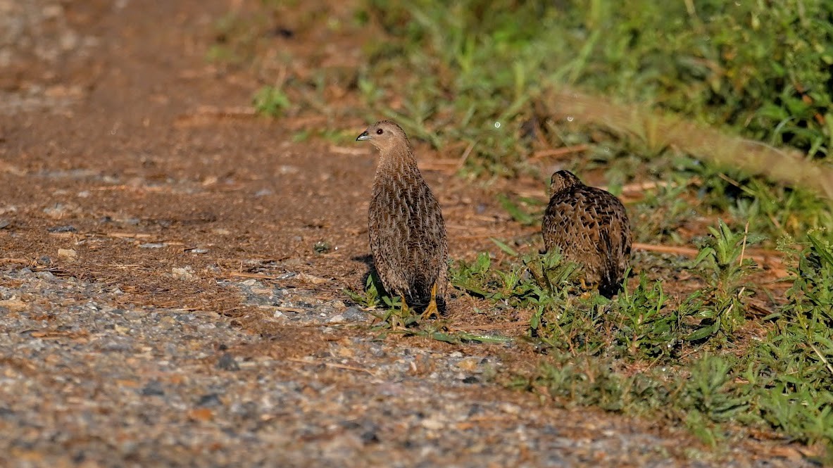 Перепілка бура - ML644210737