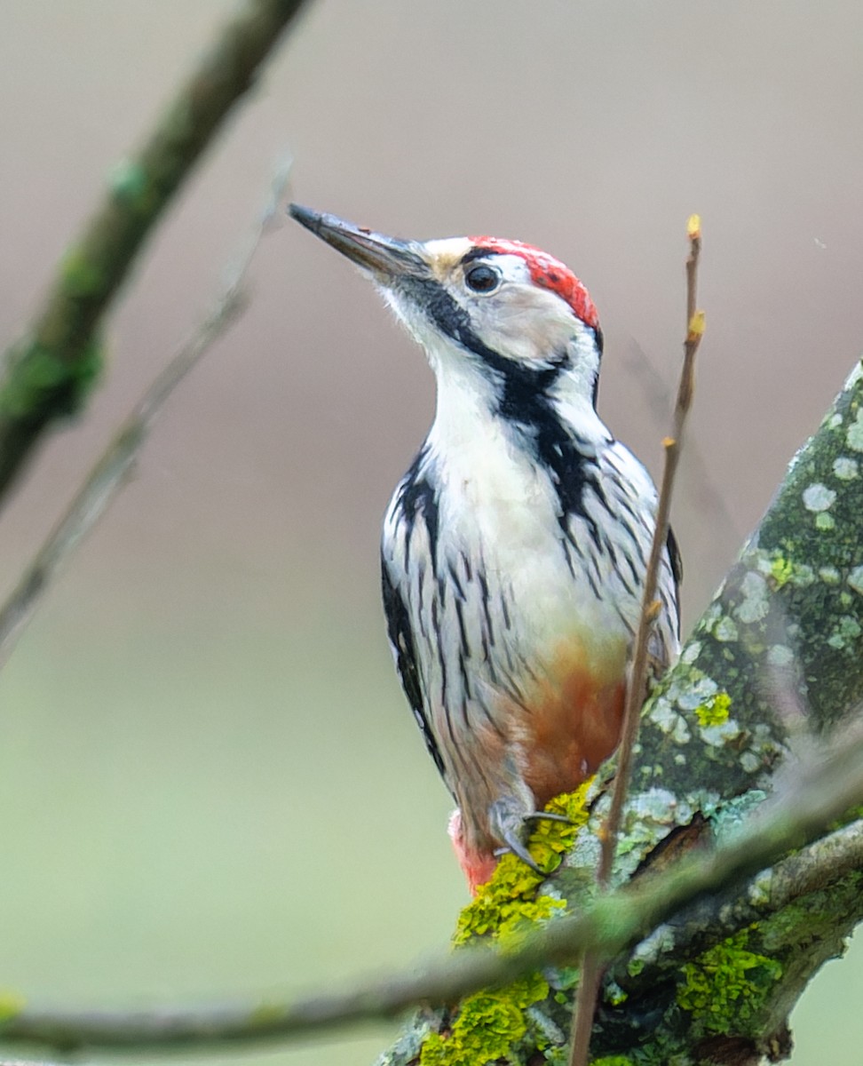 White-backed Woodpecker - ML644210743