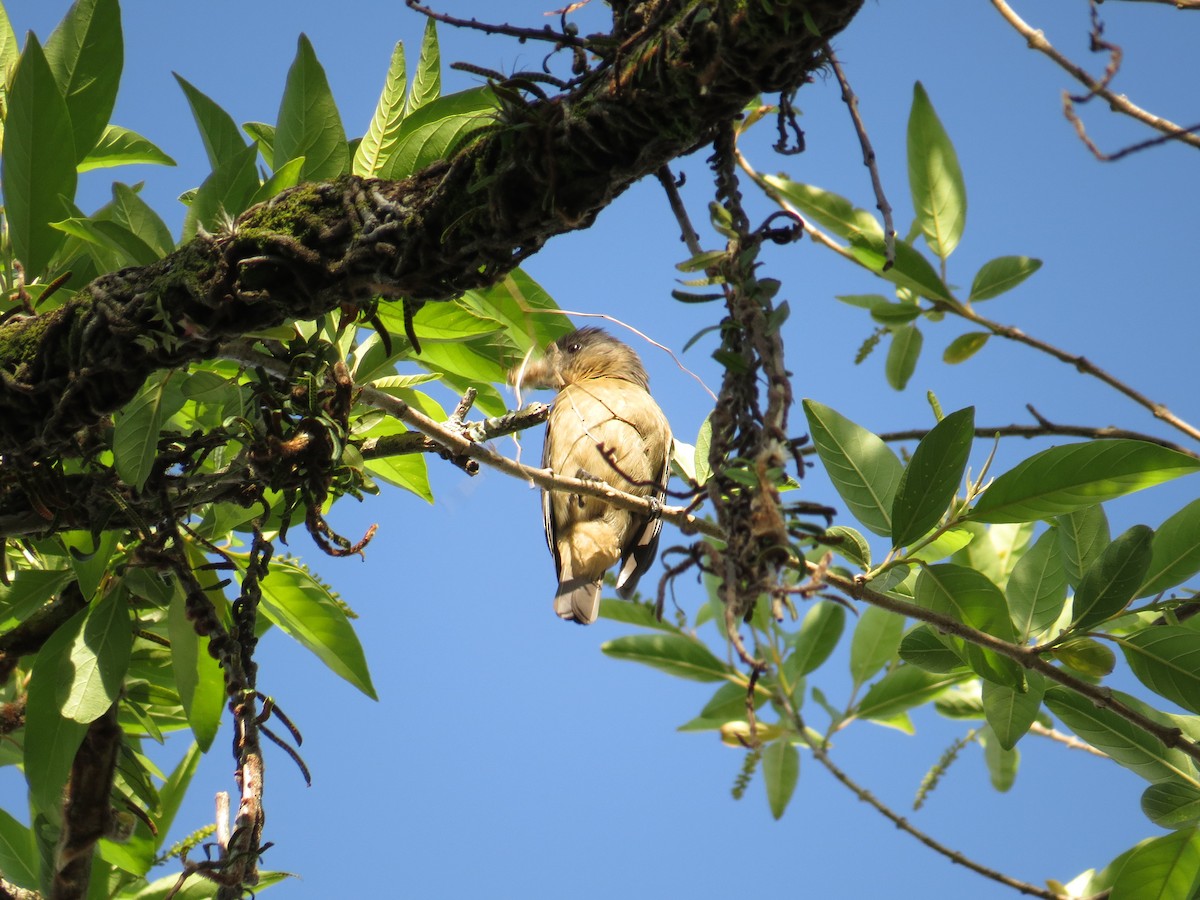Crested Becard - ML644210746