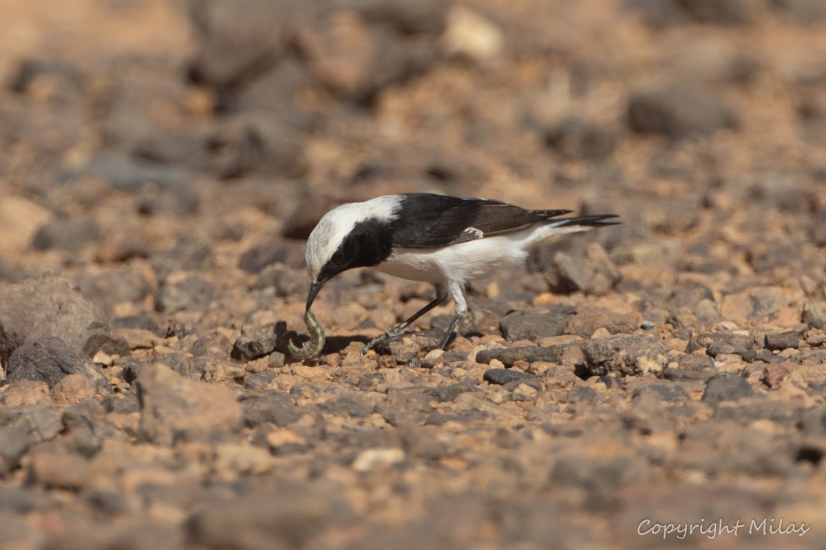 Mourning Wheatear (Maghreb) - ML644210756
