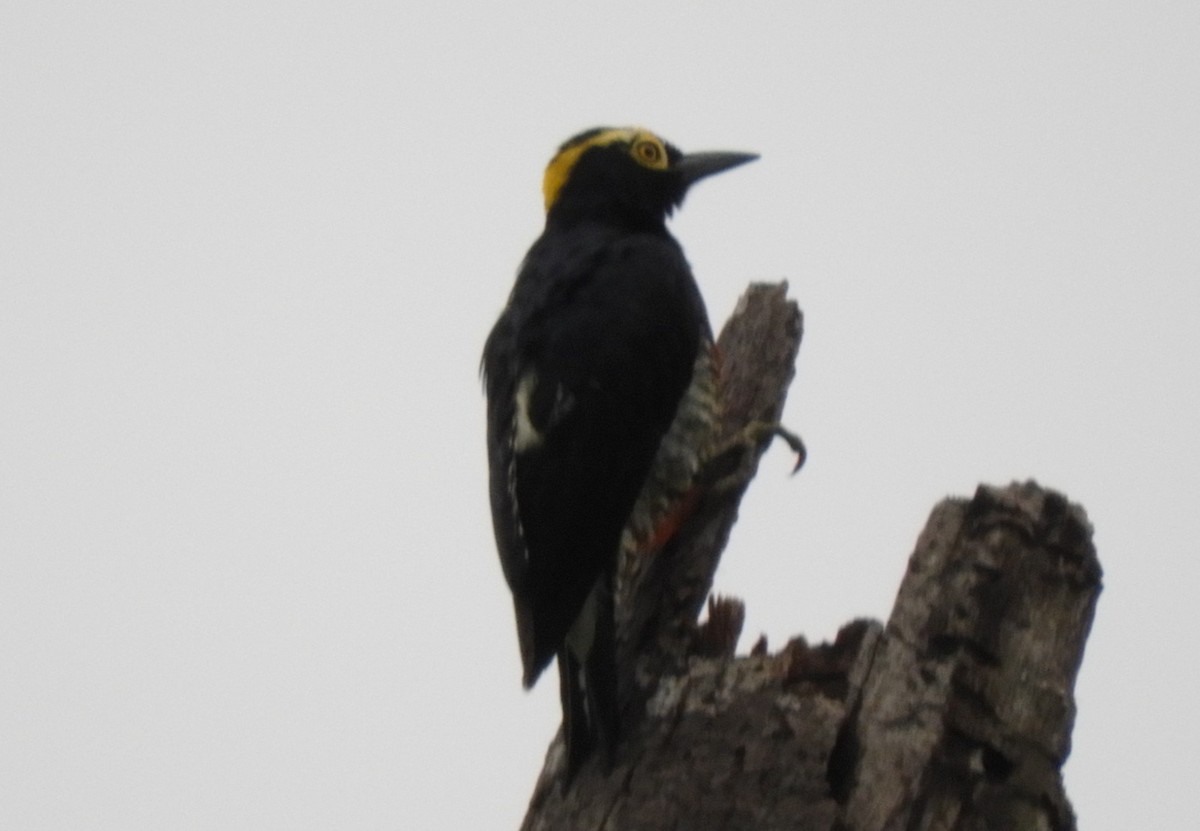 Pic à chevron d'or - ML644210758