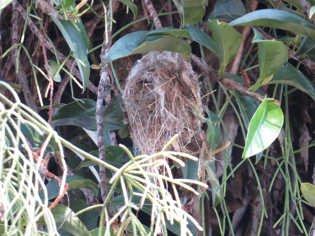 Gray-headed Tody-Flycatcher - ML644210759