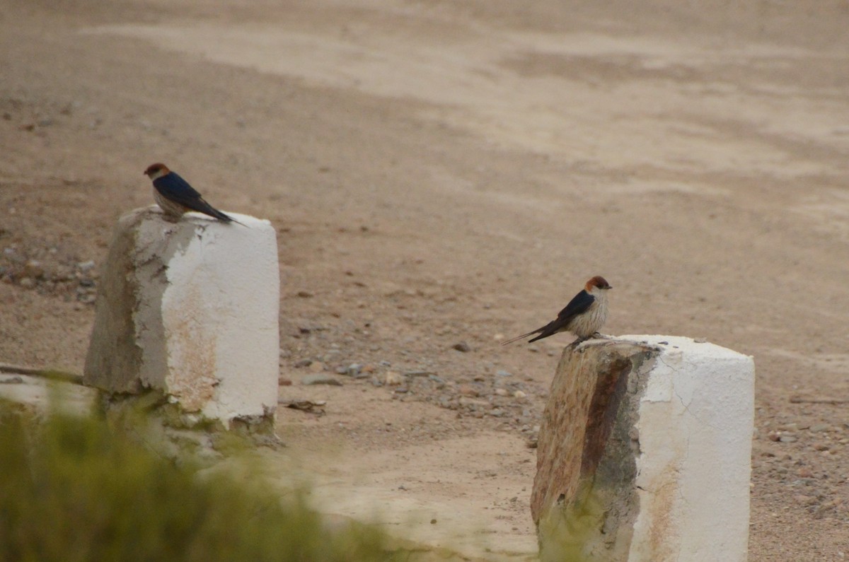 Greater Striped Swallow - ML644210763