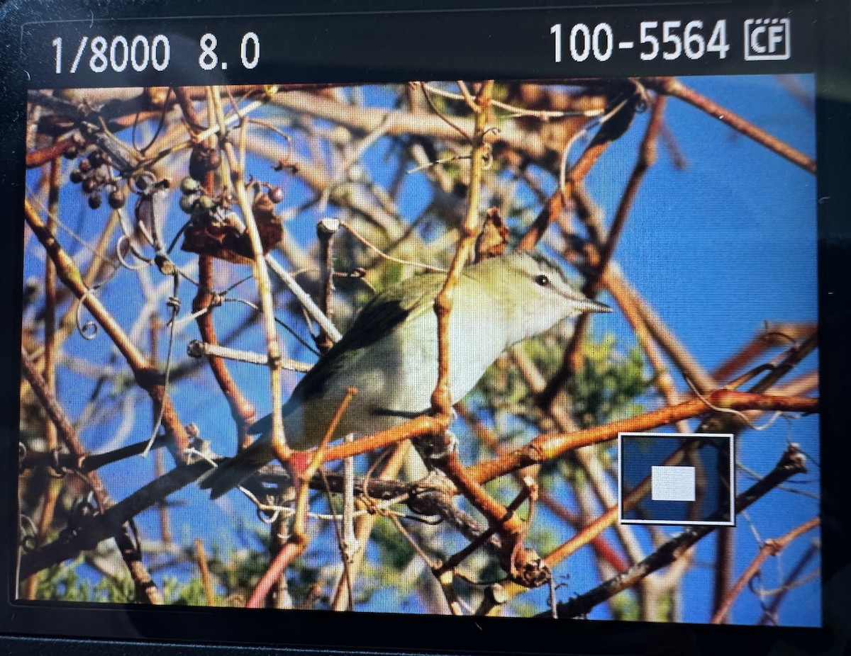 Red-eyed Vireo - ML644210782