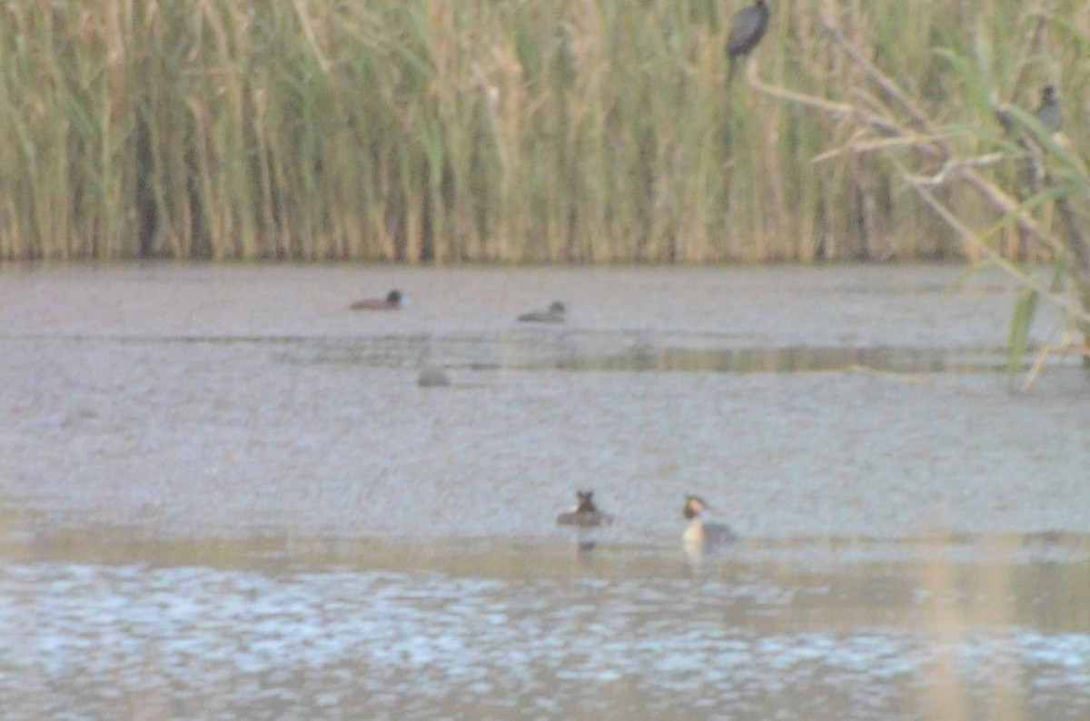 Maccoa Duck - ML644210788