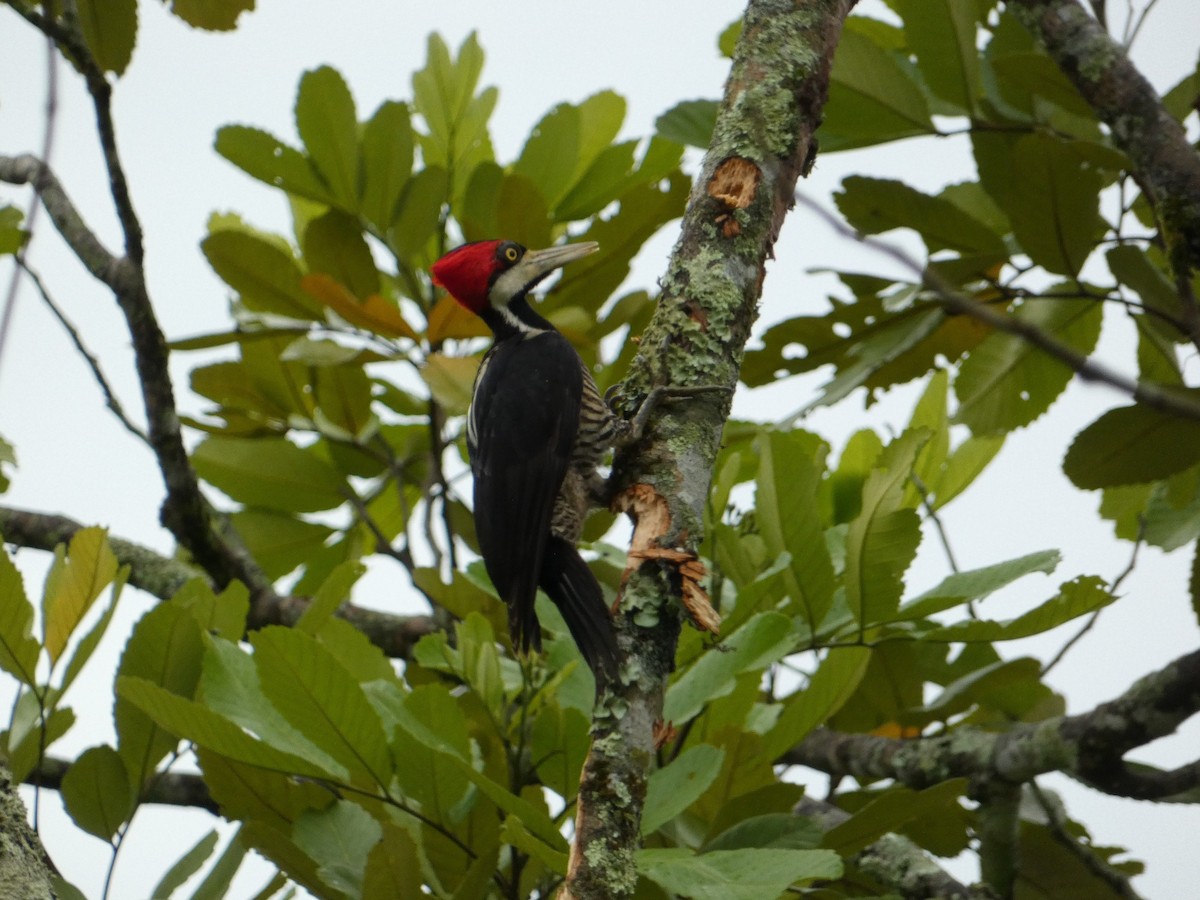Crimson-crested Woodpecker - ML644210791