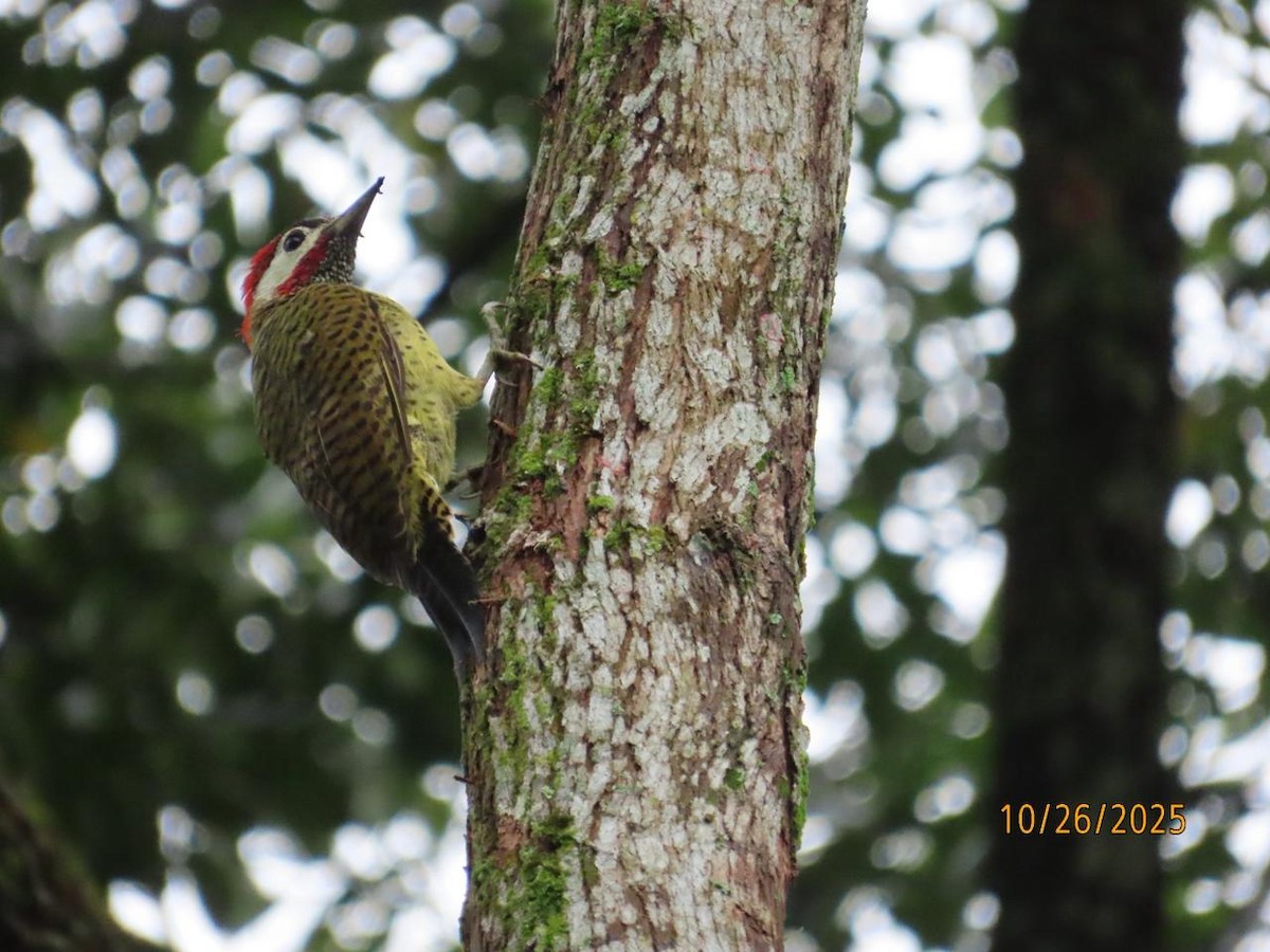 Spot-breasted Woodpecker - ML644210801