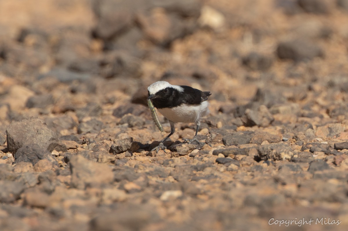 Mourning Wheatear (Maghreb) - ML644210802