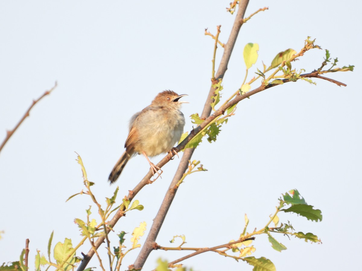 Rattling Cisticola - ML644210813
