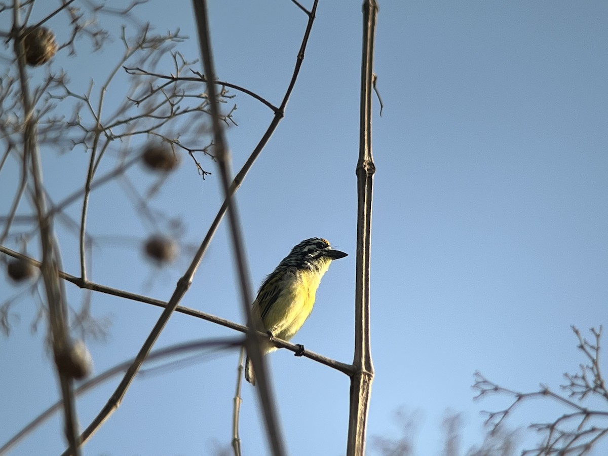 Sarı Alınlı Cüce Barbet - ML644210829
