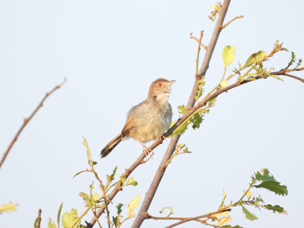 Rattling Cisticola - ML644210844