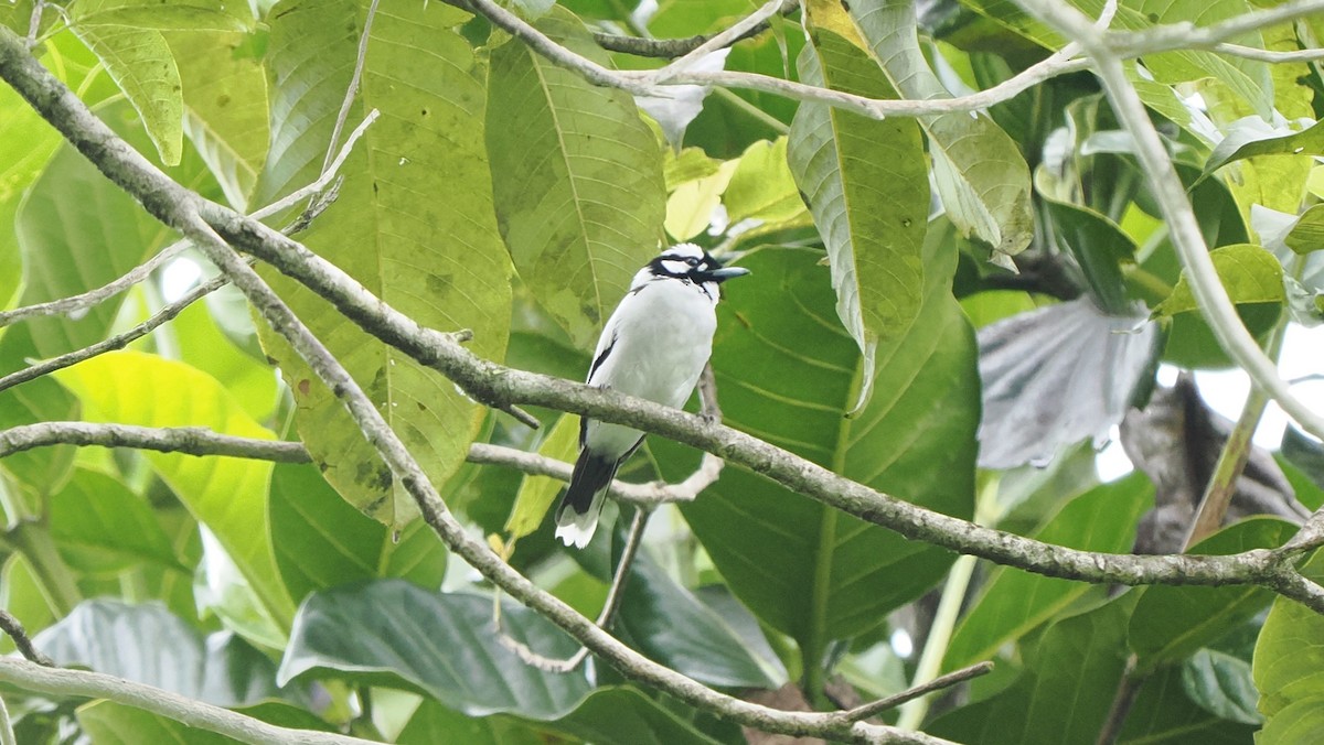 Monarque à nuque blanche - ML644210846