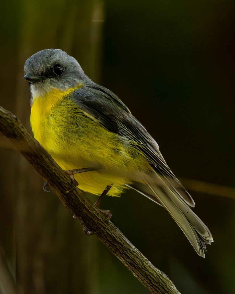 Королець жовтий - ML644210847