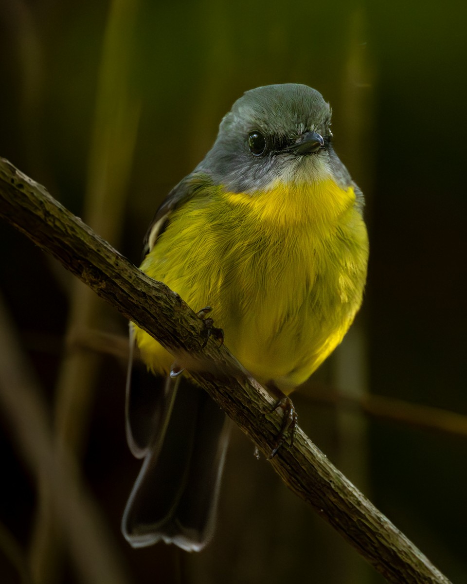 Королець жовтий - ML644210848