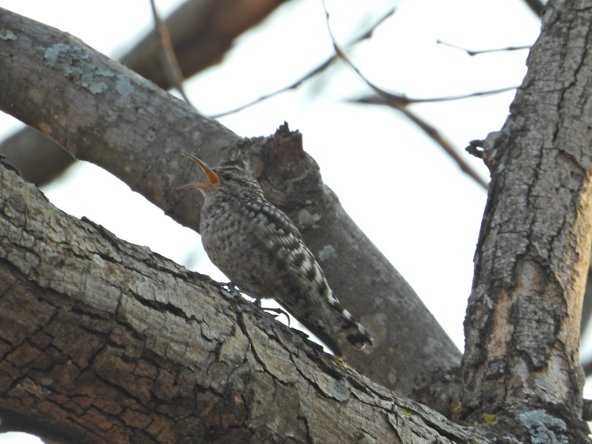 African Spotted Creeper - ML644210851