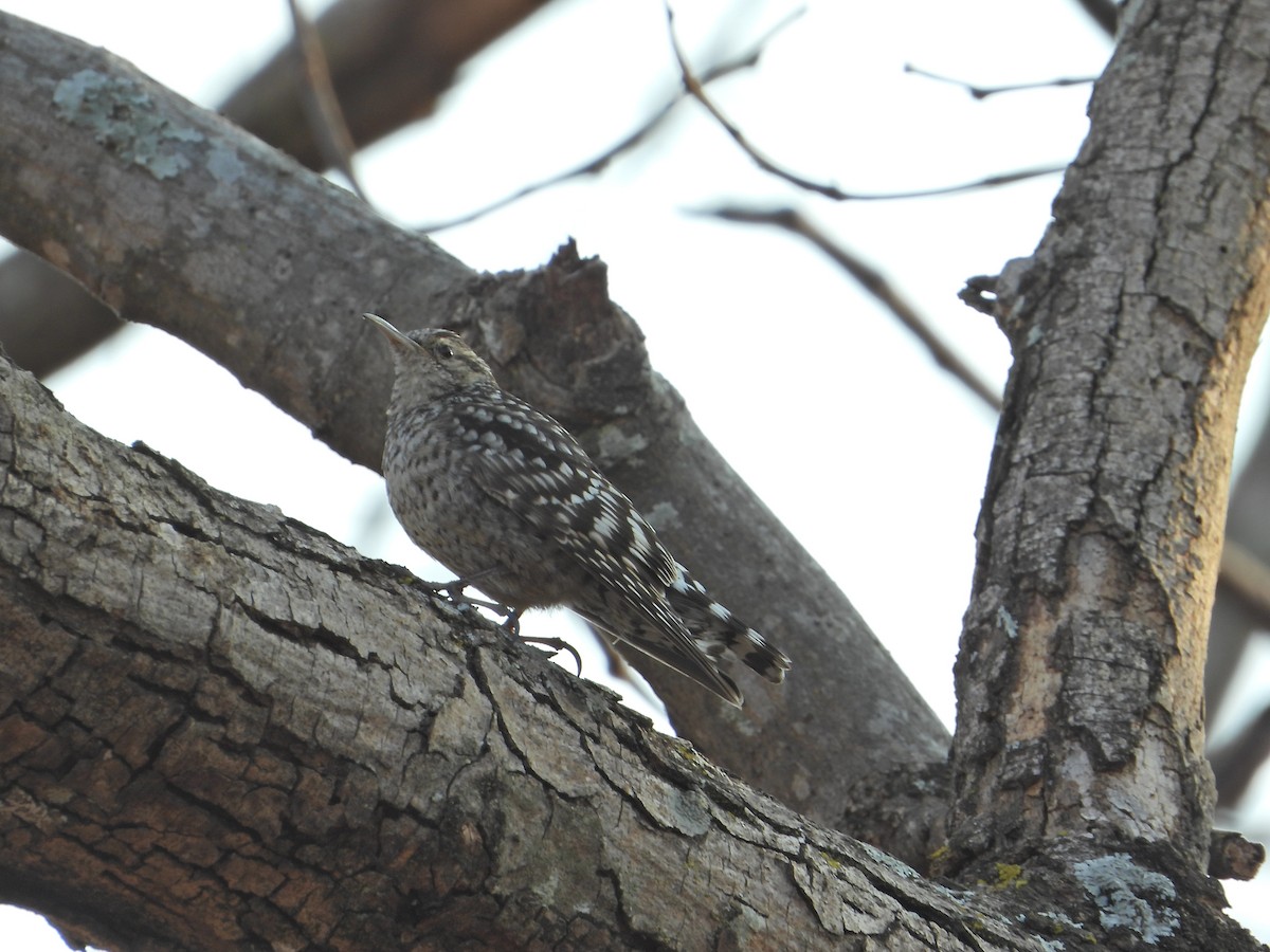 African Spotted Creeper - ML644210860