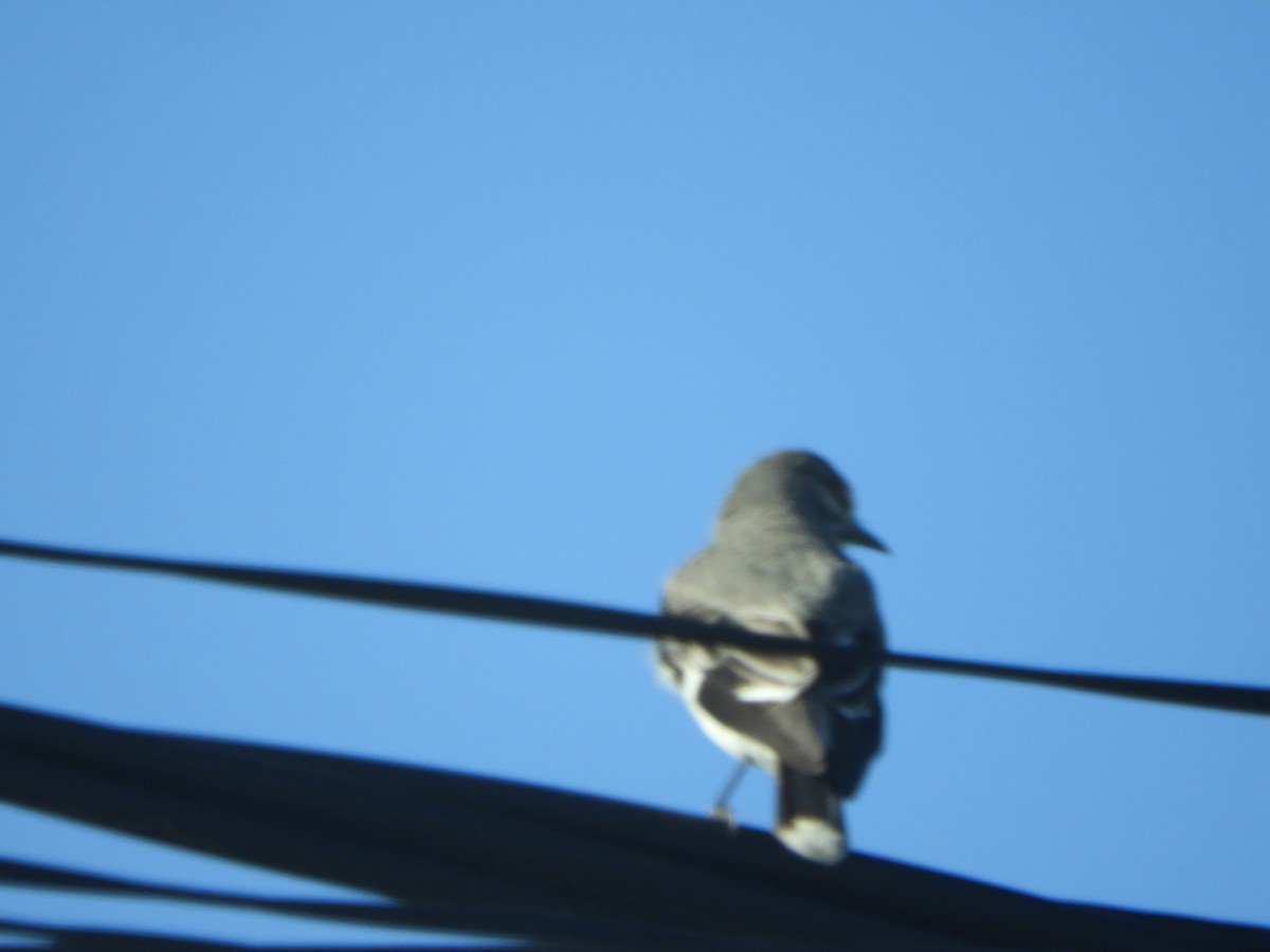 Gray Monjita - ML644210862