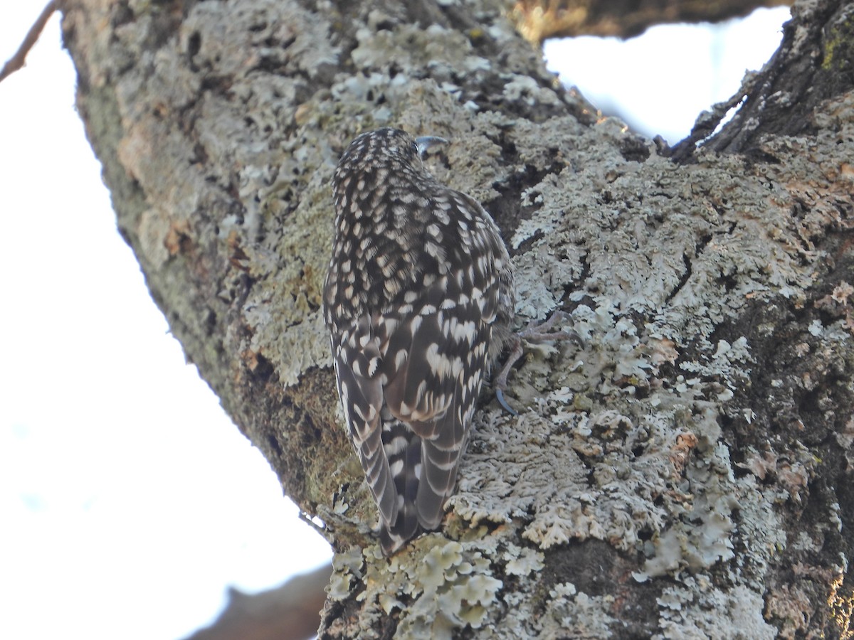 African Spotted Creeper - ML644210863