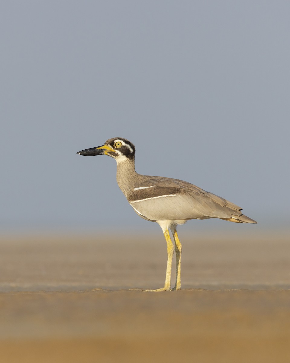 Beach Thick-knee - ML644210865