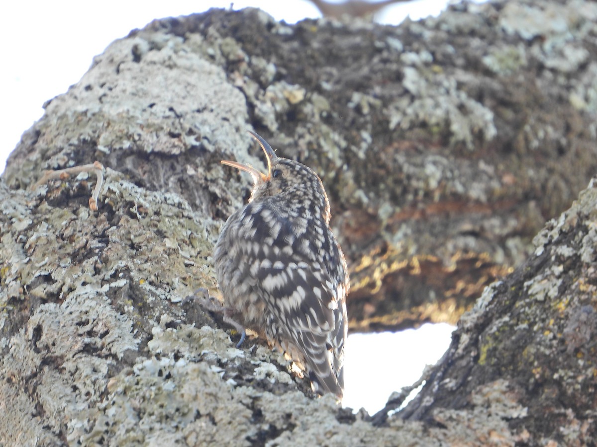 African Spotted Creeper - ML644210868