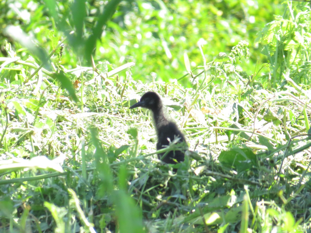 キタハイイロクイナ - ML644210893