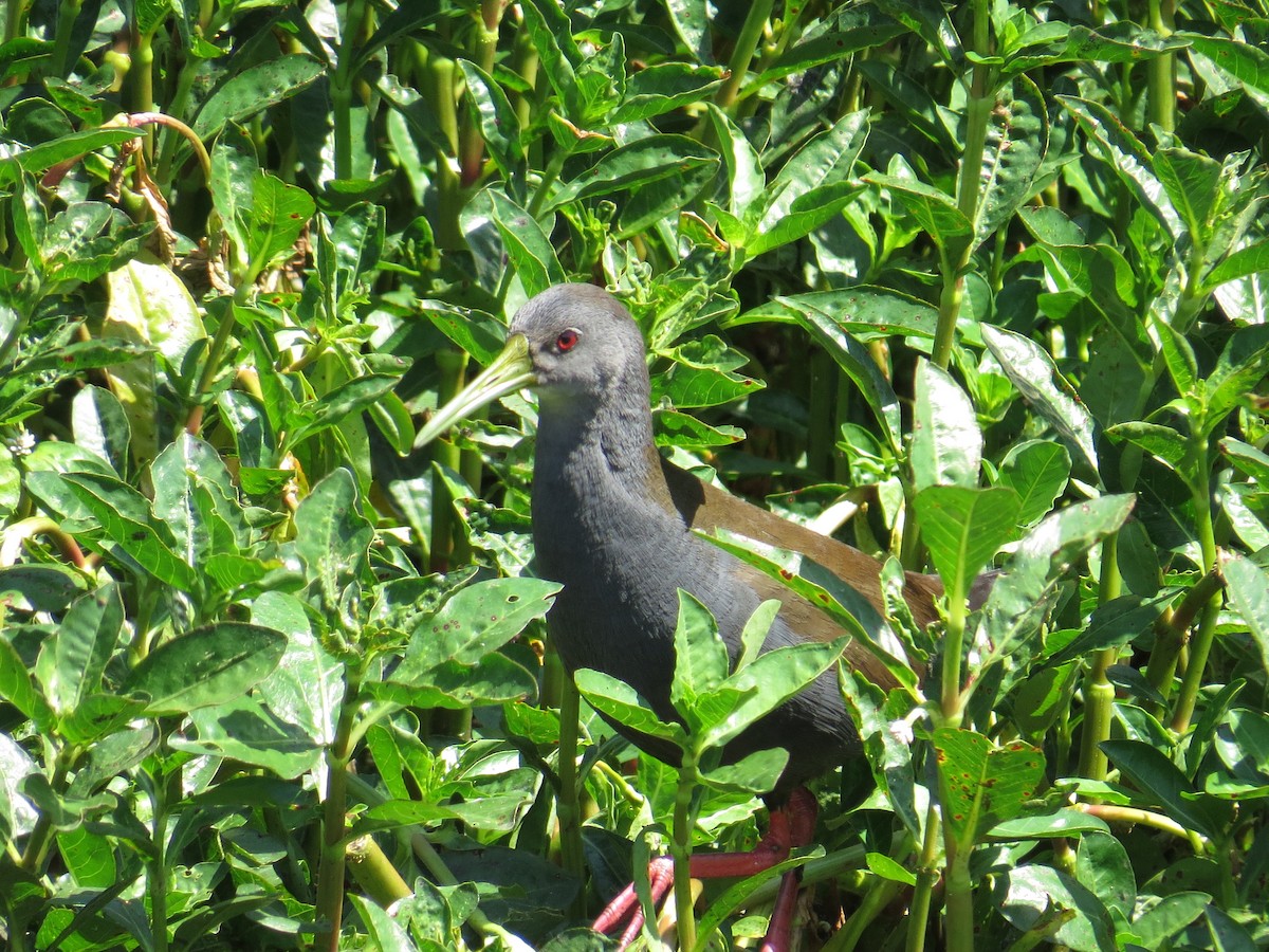 キタハイイロクイナ - ML644210894