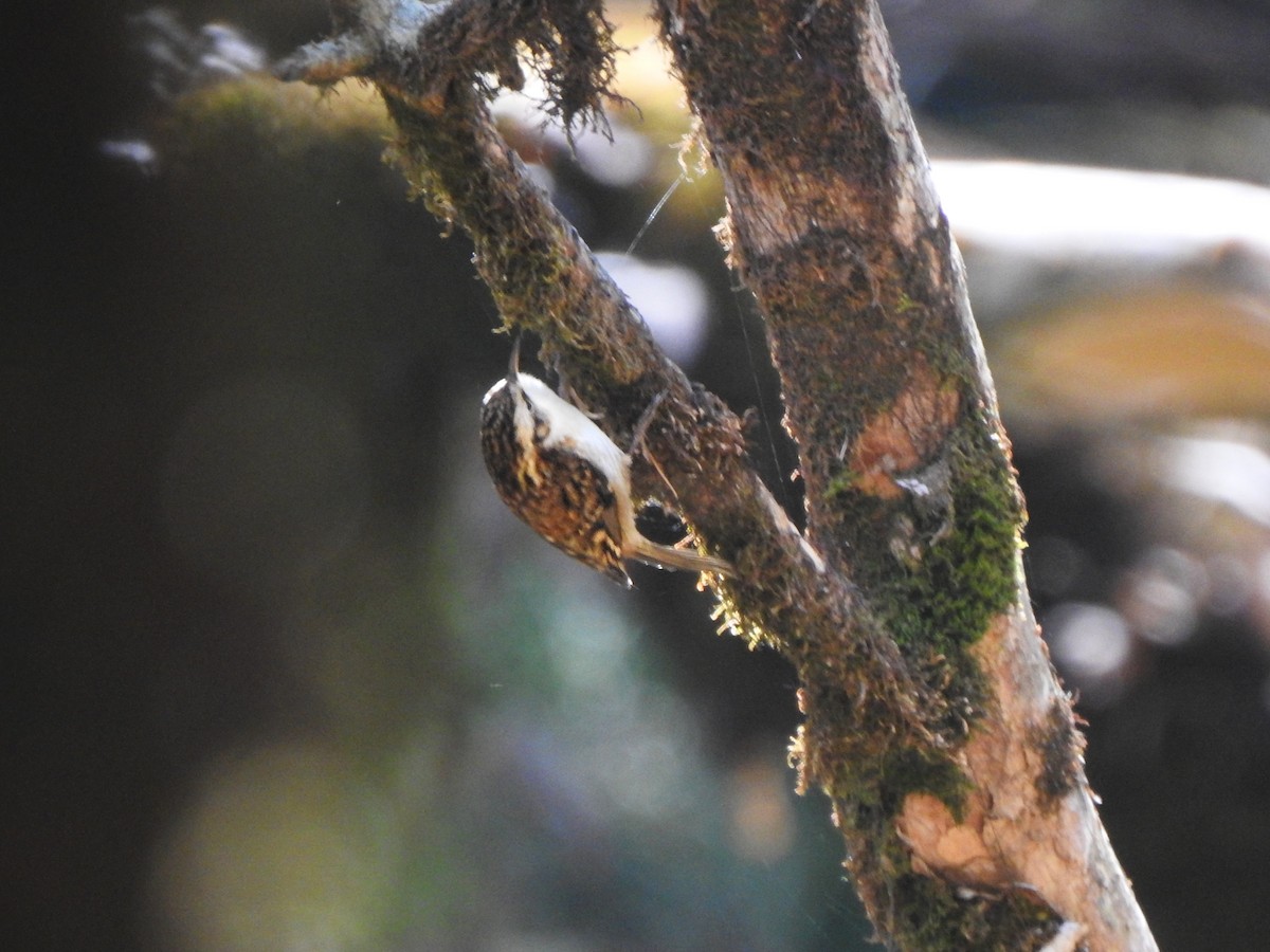 Hodgson's Treecreeper - ML644210904