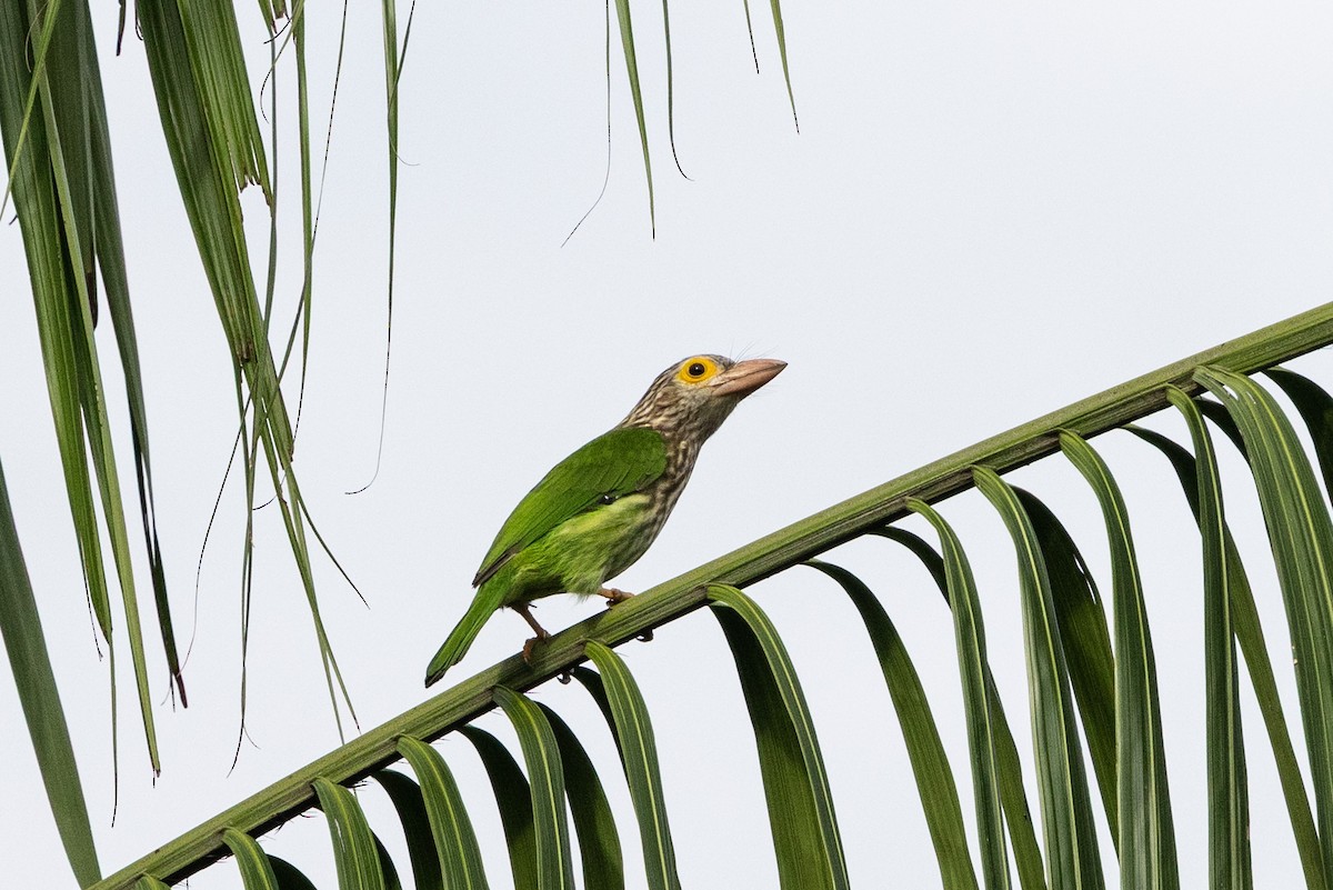 Lineated Barbet - ML644210905