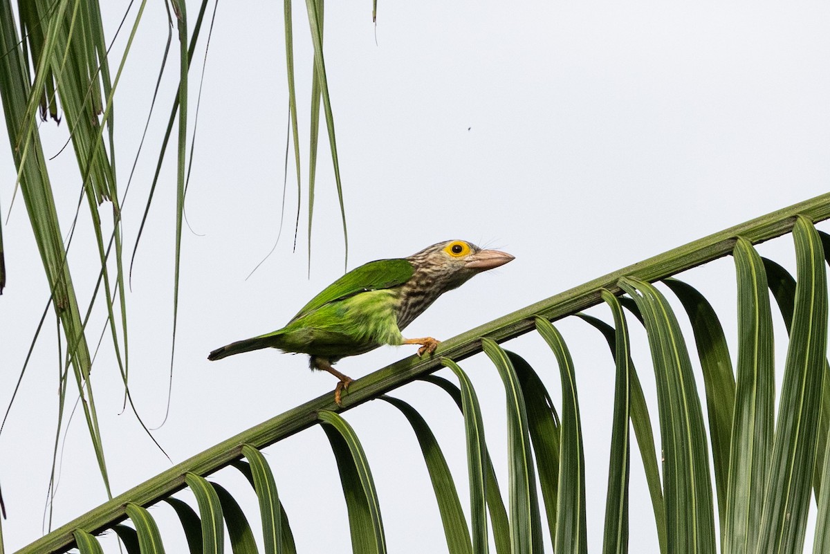 Lineated Barbet - ML644210906
