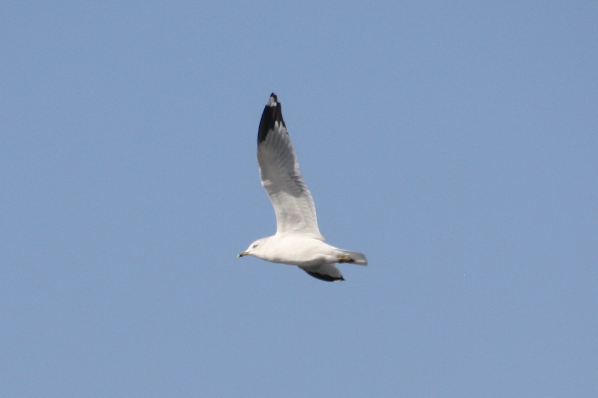 racek kroužkozobý - ML644210924