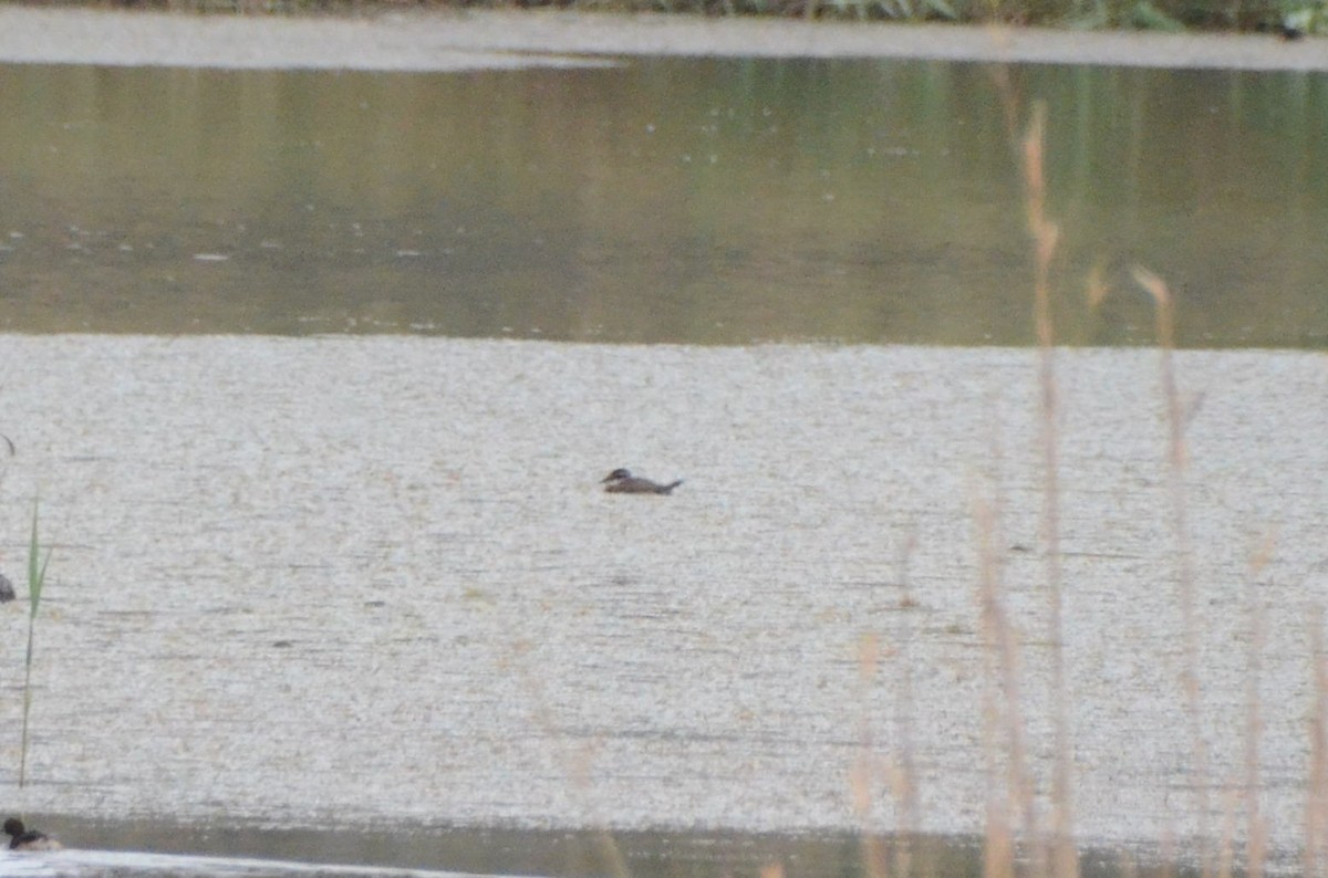 Maccoa Duck - ML644210927