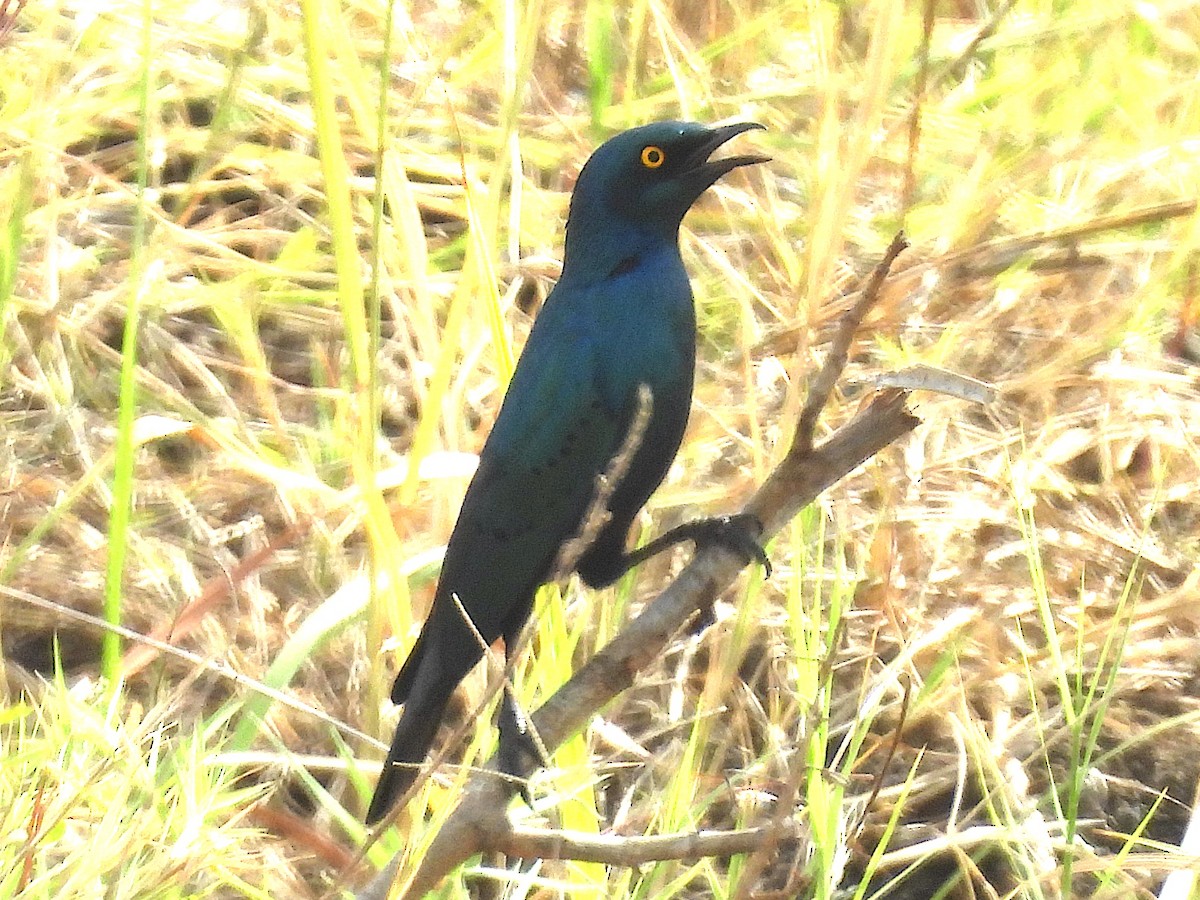 Greater Blue-eared Starling - ML644210928