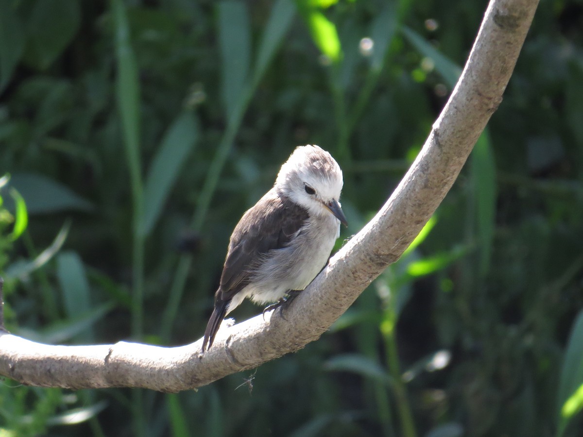 White-headed Marsh Tyrant - ML644210936