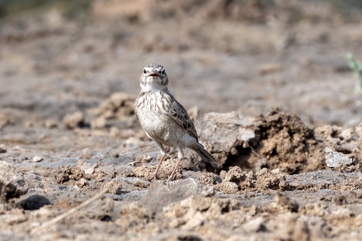 Sand Lark - ML644210947