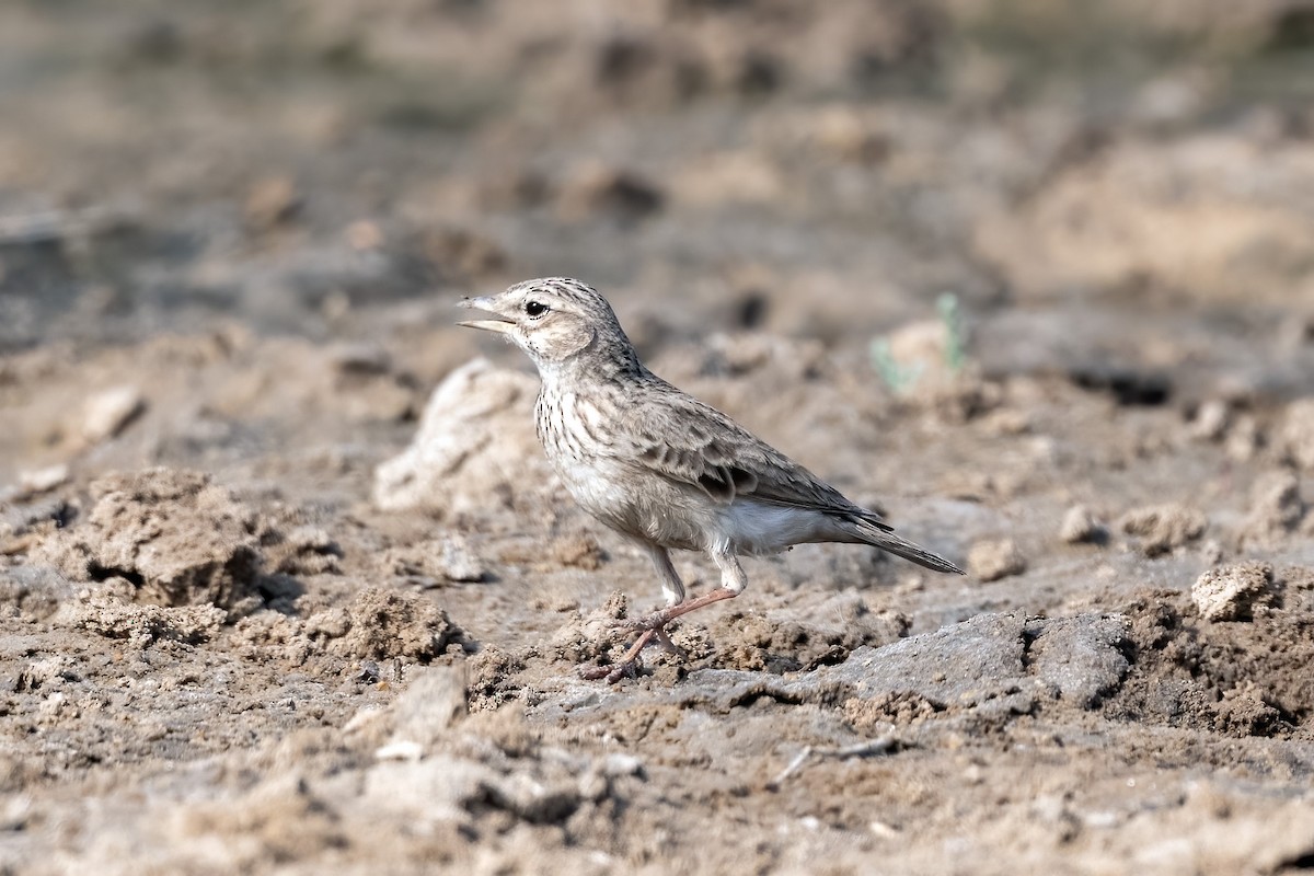 Sand Lark - ML644210948
