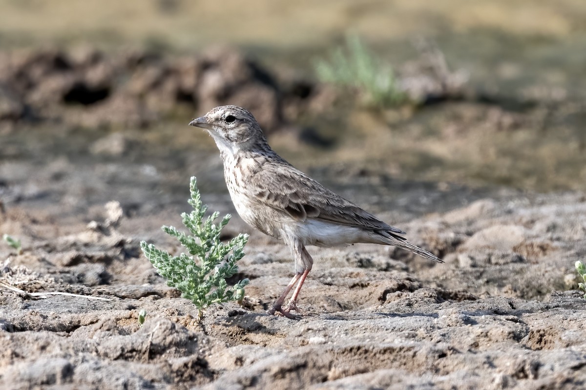 Sand Lark - ML644210949