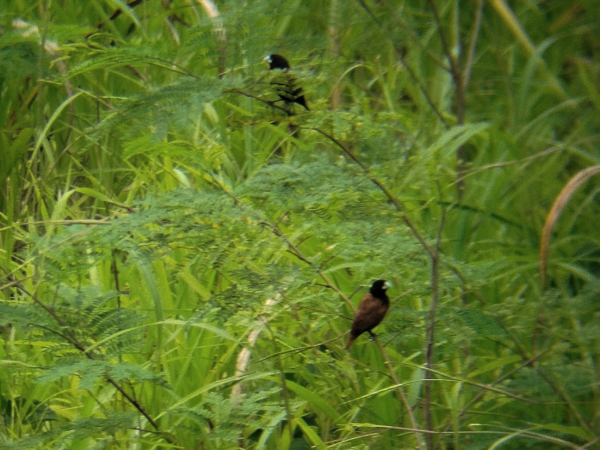 Chestnut Munia - ML644210961