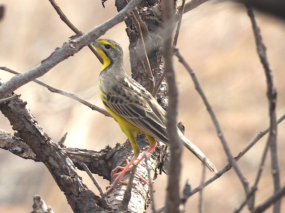 gulstrupepiplerke - ML644210967