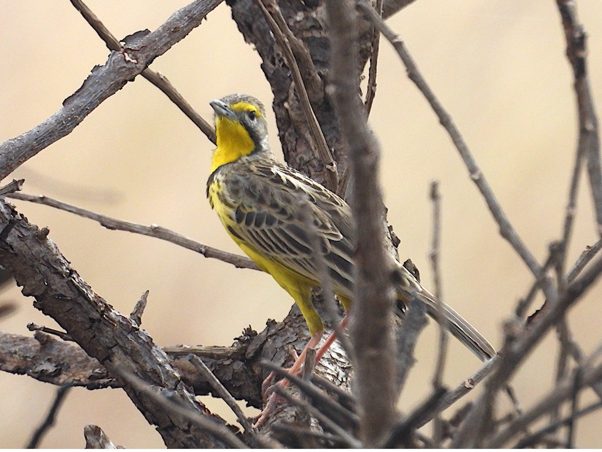 gulstrupepiplerke - ML644210969