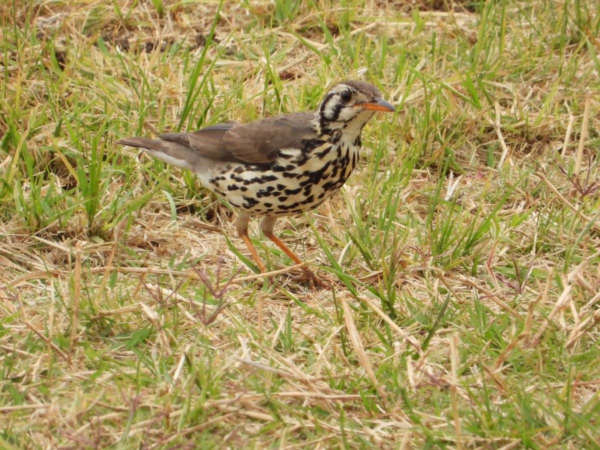 Groundscraper Thrush - ML644210983
