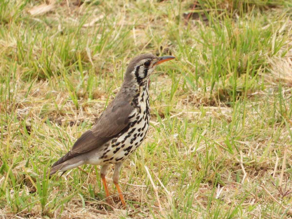Groundscraper Thrush - ML644210992
