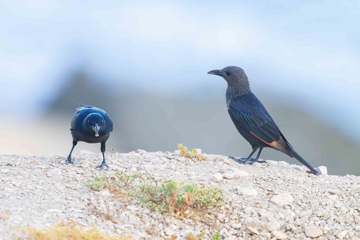 Tristram's Starling - ML644210993