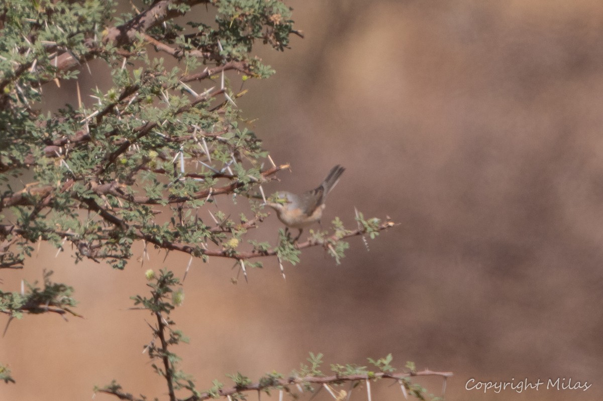 ニシアコウザンムシクイ - ML644210998