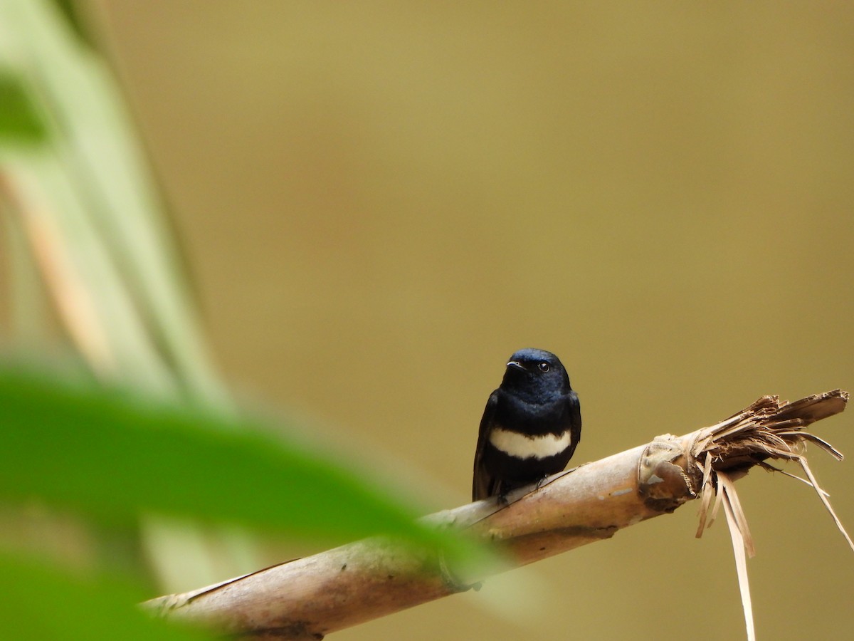 White-banded Swallow - ML644211029