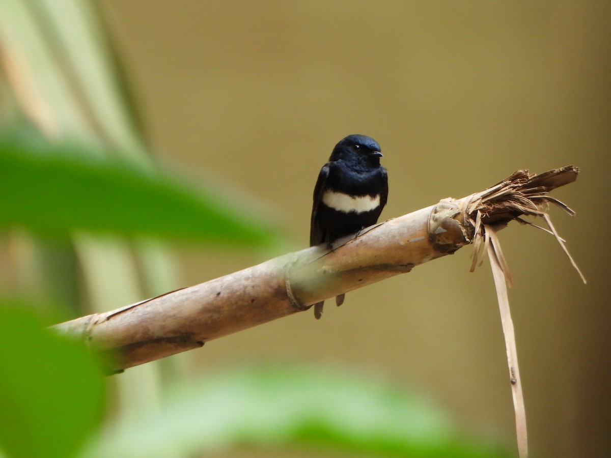 White-banded Swallow - ML644211030