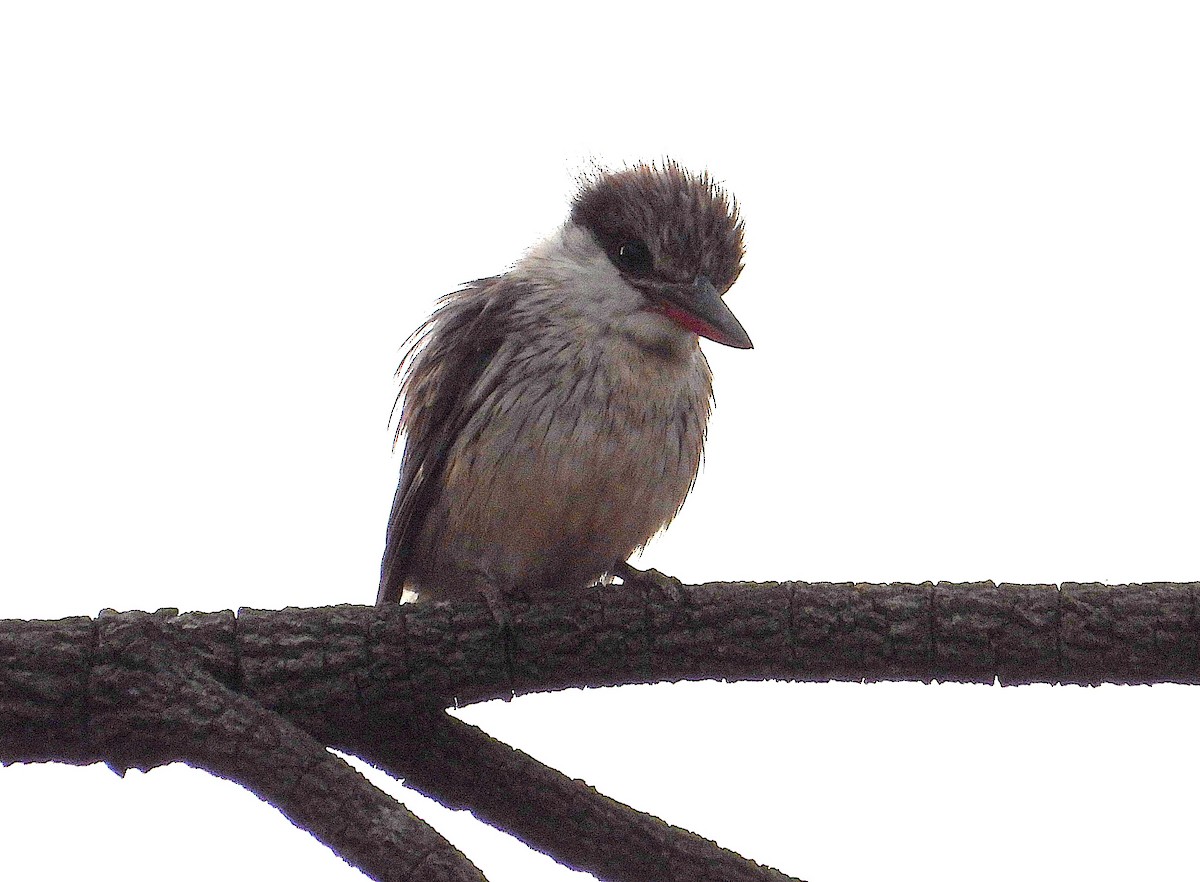 Striped Kingfisher - ML644211033