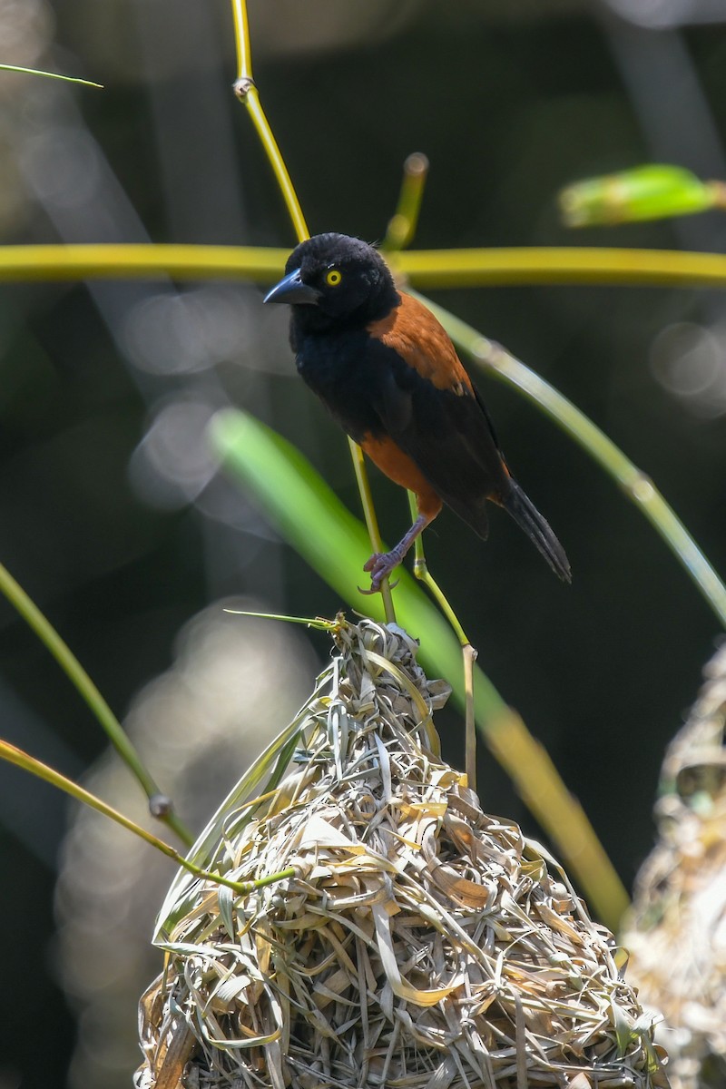 Chestnut-and-black Weaver - ML644211041